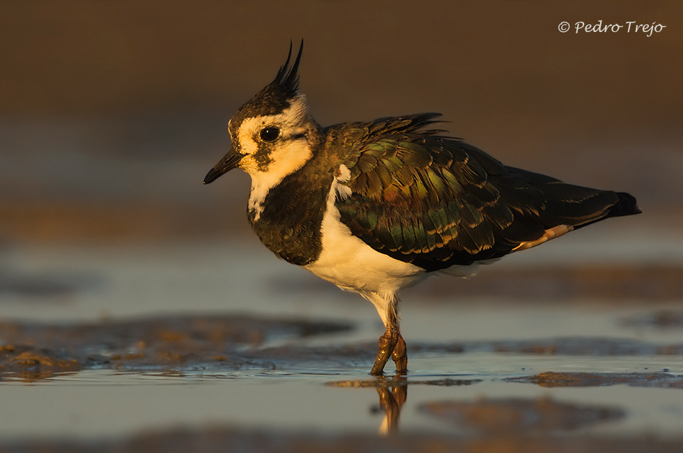 Avefria ( Vanellus vanellus)